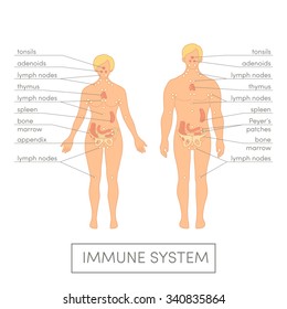 Immune system of a human. Cartoon vector illustration for medical atlas or educational textbook. Male and female physiology.