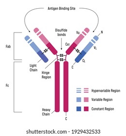 Immune System. Immunoglobulin Structure. Ig antibody diagram.