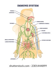 Medizinische Organe des Immunsystems für die Darstellung des Schutzes des menschlichen Körpers. Unterrichtsplan mit innerer Verteidigung und Mandeln, Adenoiden, Thymus, Darm und Milz-Position, Vektorgrafik.