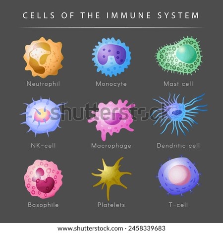 Immune system. Microbiology set monocyte lymphocyte t and b cells recent vector cartoon pictures