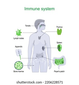 Immune System Structure Internal Organs Lymphatic Stock Vector (Royalty ...