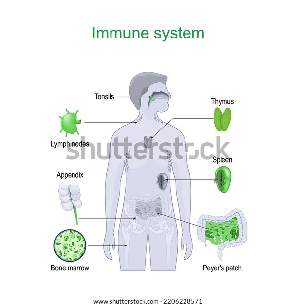 Immune System Structure Internal Organs Lymphatic Stock Vector (Royalty ...