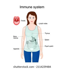 Immune System. Woman Silhouette With Internal Organs: Appendix, Spleen, Thymus, Bone Marrow, Tonsils In Mouth, Lymph Nodes, And Peyer's Patch In Intestine. Vector Poster