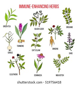 Immune-enhancing herbs: green tea, turmeric, black elder, ginseng, oregano, sage, garlic, cat claw, milkvetch, echinacea, eleuthero. Vector illustration