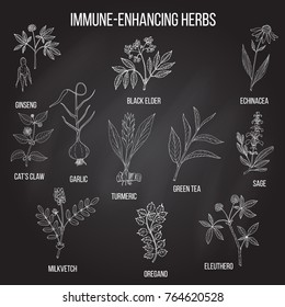 Immune-enhancing herbs set. Hand drawn botanical vector illustration