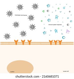 La vía de inmunización fue inducida por la vacuna viral inactivada (molécula entera) que previene o reduce el síntoma grave de la infección viral.