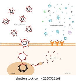 The Immunization Pathway Was Induced By Viral Vector (adenovirus) Vaccine That Prevent Or Reduce The Severe Symptom Of The Viral Infection.