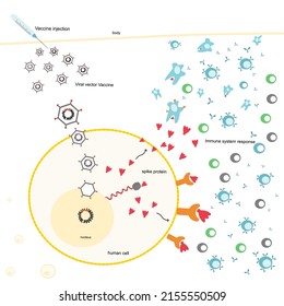 The Immunization Process In The Human Body After Injecting The Viral Vector Vaccine That Shows The Adenovirus Contain The MRNA Sequence For Produce Spike Protein To Induce Immune System. 