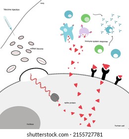 The Immunization Process In The Human Body After Receiving The MRNA Vaccine That Shows The Nanoparticles Contain The MRNA Sequence For The Spike Protein Production To Induce An Immune System Response.