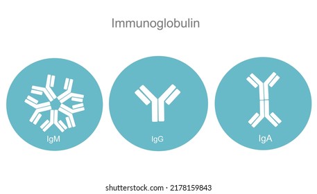 The Immunoglobulin (Antibody) Isotypes: IgM, IgG And IgA In Concept Of Blue And White Icon