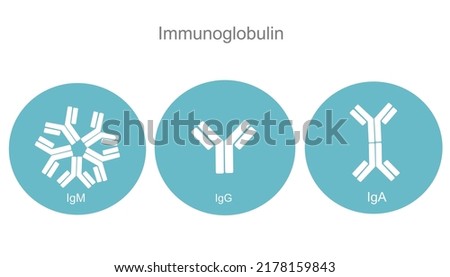 The immunoglobulin (Antibody) isotypes: IgM, IgG and IgA in concept of blue and white icon