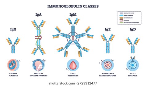 Resumen de las clases de inmunoglobulinas que muestra que dominan los isotipos de anticuerpos, IgG, IgA e IgM, con estructuras y funciones etiquetadas para la inmunidad y los roles de las células B. Esquema del diagrama