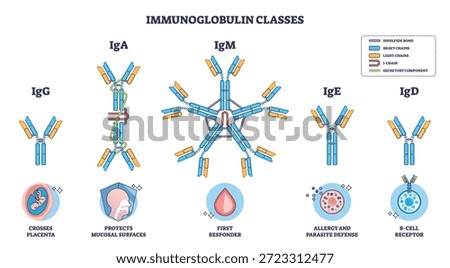 Immunoglobulin classes overview showing antibody isotypes, IgG, IgA, IgM dominate, with labeled structures and functions for immunity and B-cell roles. Outline diagram
