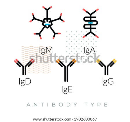 Immunoglobulin - Types of Antibodies - Complex Protein - Icon as EPS 10 File
