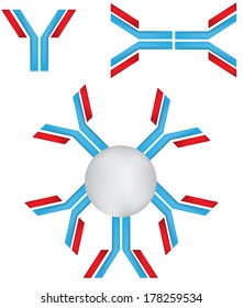 Immunoglobulins 