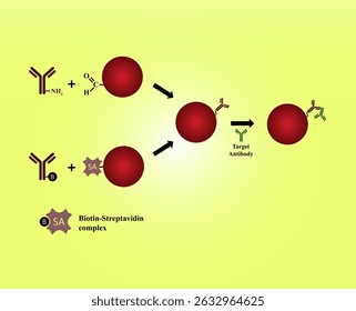 Dois métodos diferentes para funcionalizar contas magnéticas ou de agarose com anticorpos para aplicações de imunoprecipitação na imunoterapia