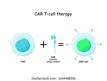 Immunotherapy. T Cell And Chimeric Antigen Receptor (CAR). Biological Therapy