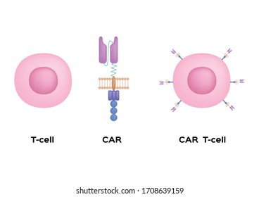 Immunotherapy / T Cell And Chimeric Antigen Receptor / Science