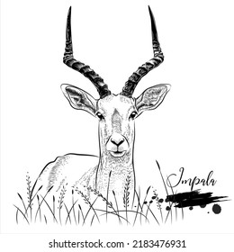 Impala hand drawing, wild animal realistic drawing , vector illustration