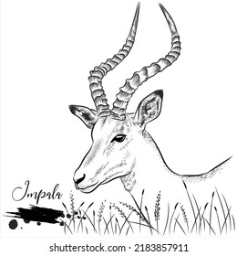 Impala hand drawing, wild animal realistic drawing , vector illustration