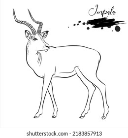 Impala hand drawing, wild animal realistic drawing , vector illustration