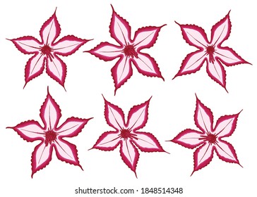 Impala Lily illustration. Set of 6 abstract lily flower vector illustration isolated on white background.