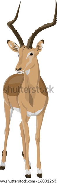 Impala Male Vector Front View African Stock Vector (Royalty Free ...