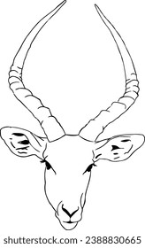 The impala or rooibok (Aepyceros melampus) is a medium-sized antelope 