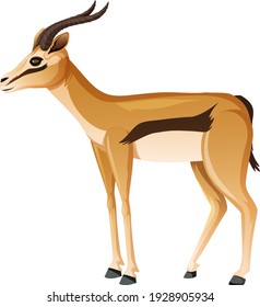 Impala in standing position on white background illustration
