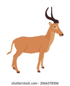 Impala vector illustration isolated on white background. African antelope portrait. Safari attraction.