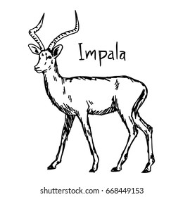 Impala - vector illustration sketch hand drawn with black lines, isolated on white background
