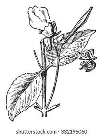 Impatiens balsamina or garden balsam or garden jewelweed or rose balsam or spotted snapweed or touch me not, vintage engraved illustration. Dictionary of words and things - Larive and Fleury - 1895.

