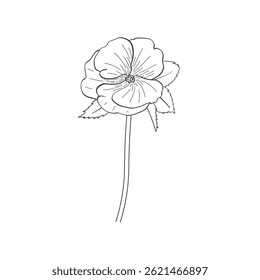 Impatiens line art – delicate botanical flower illustration. Hand-drawn black and white illustration. Image of garden balsam on white background