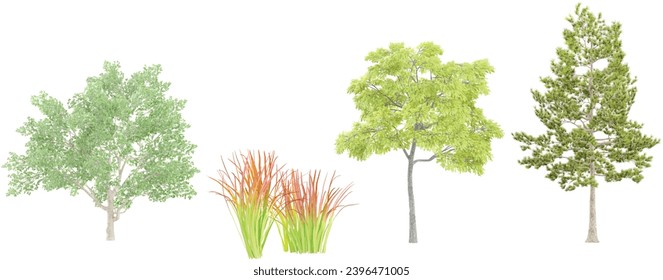 Imperata,Uglans nigra,Magnolia virginiana,Loblolly pine trees with transparent background, 3D rendering, for illustration, digital composition, architecture visualization