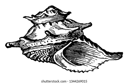 Imperator Stellaris are remarkable for their numerous spines and the asperity of their shells vintage line drawing or engraving illustration.