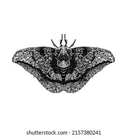 Imperial Moth hand drawing vector illustration isolated on white background