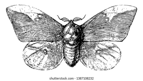 Imperial Moth is an insect in the Saturniidae family of large and colorful moths, vintage line drawing or engraving illustration.