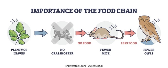 Importance of food chain as lack of animal nutrient situation outline diagram. Labeled educational consumer level species extinction because of insects deficiency vector illustration. Wildlife feeding