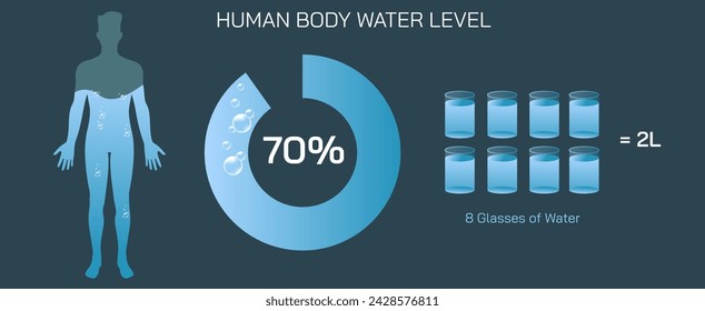 The importance of hydration. The average and ideal water level in your body vector illustration. Good amount of Water level keeps the body functioning properly. Body water percentage and ratio.