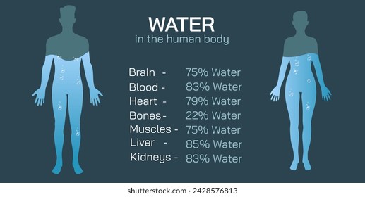 La importancia de la hidratación. El nivel de agua promedio e ideal en su ilustración vectorial del cuerpo. Una buena cantidad de nivel de agua mantiene el cuerpo funcionando correctamente. Porcentaje y proporción de agua corporal.