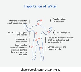 Importance of Water - Our body, Water, Positive effects, Vector EPS 10  