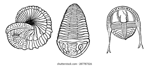 Important marine animals, Trilobites, vintage engraved illustration. Earth before man 1886.