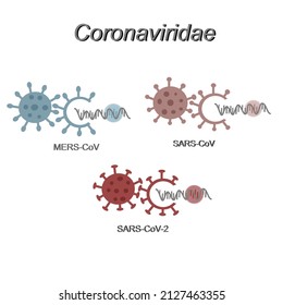 The important members of Coronaviruses  family (Coronaviridea): MERS-CoV, SARS-CoV and SARS-CoV-2. The picture show different structure of viral molecules.