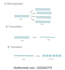 The important process of molecular biology or central dogma: Replication, Transcription and Translation for generating DNA to RNA and protein, respectively