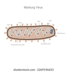 The important structure and shape of Marburg virus that including component of VP40, VP30, VP24, VP35, Polymerase (L), Glycoprotein (GP), Nucleoprotein (N) and RNA.