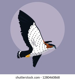imposing hawk bird flying