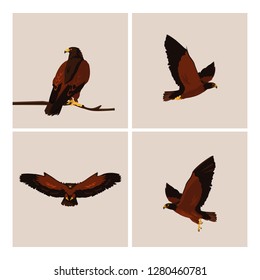 imposing hawks birds with different poses