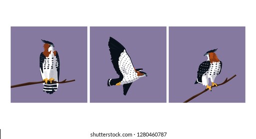 imposing hawks birds with different poses