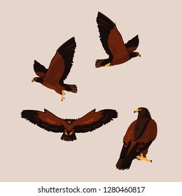 imposing hawks birds with different poses