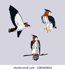 imposing hawks birds with different poses